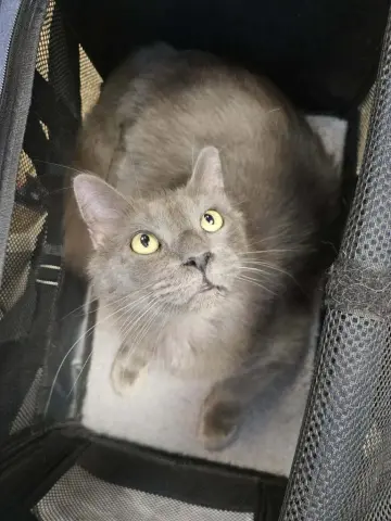 Little Fluff