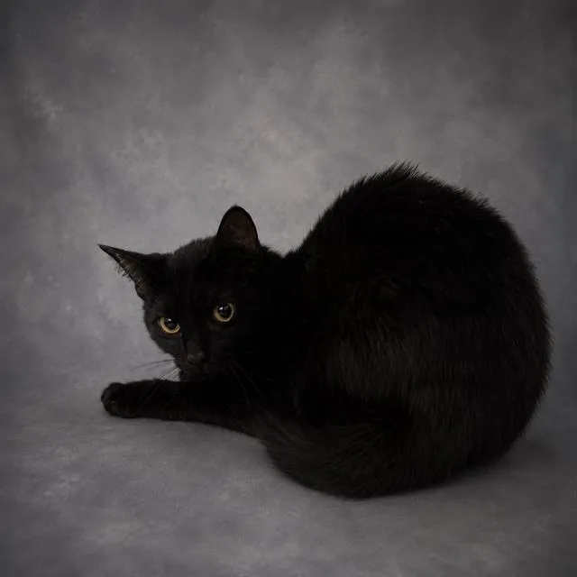 Ollie - Photo 1