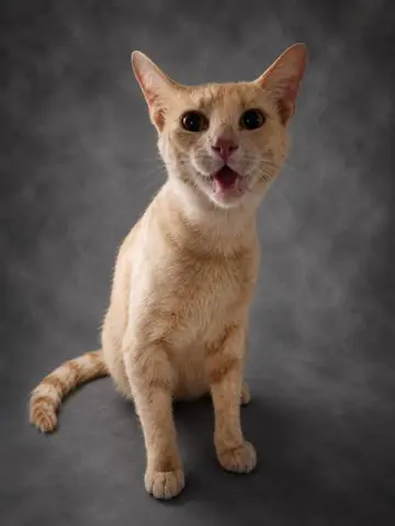 Leo