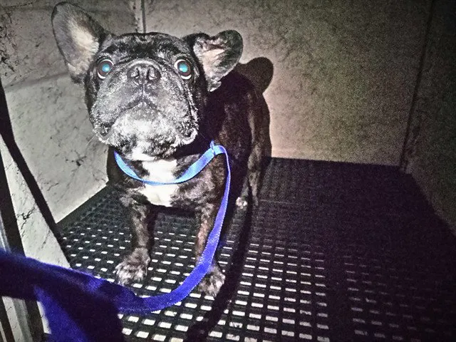 Bruno - Photo 1