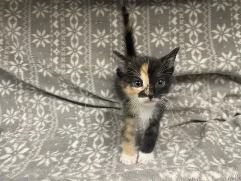 Boo