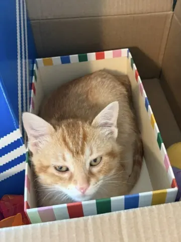 Tango