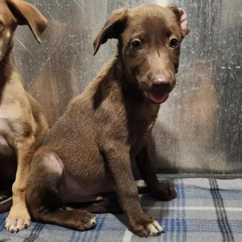 Brownie