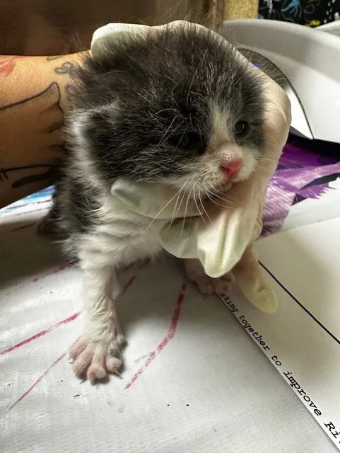Tofu - Photo 1