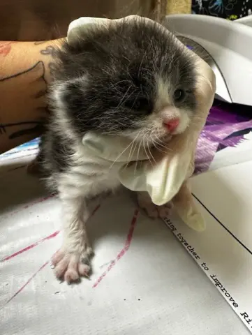Tofu