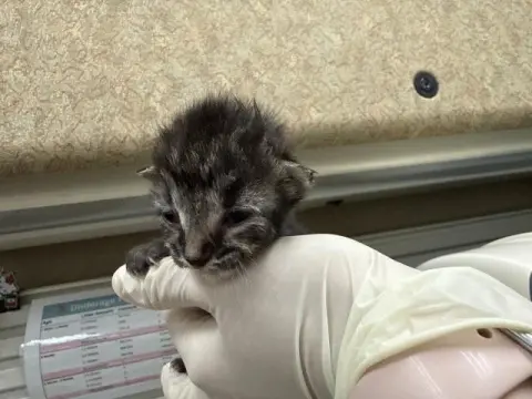 Snowball