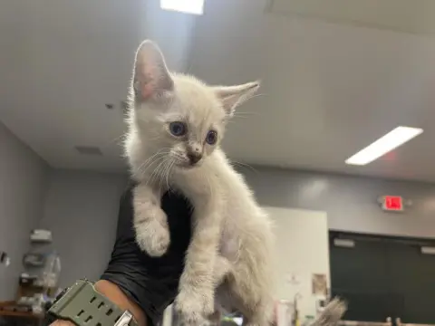 Ollie