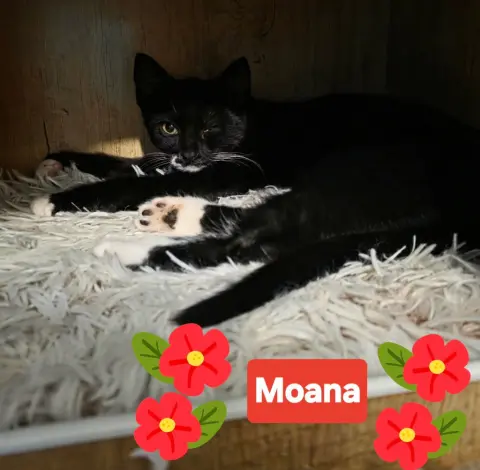 Maui