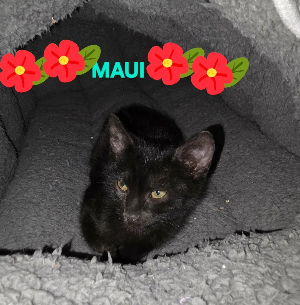 Moana - Photo 1