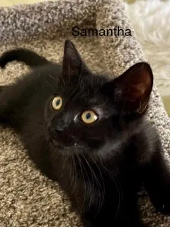 Samantha - Photo 1