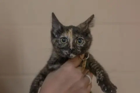 Kat