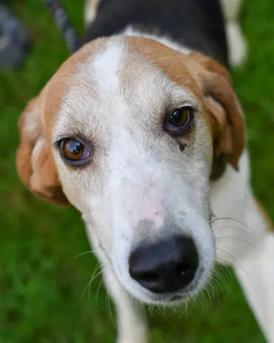 Otis