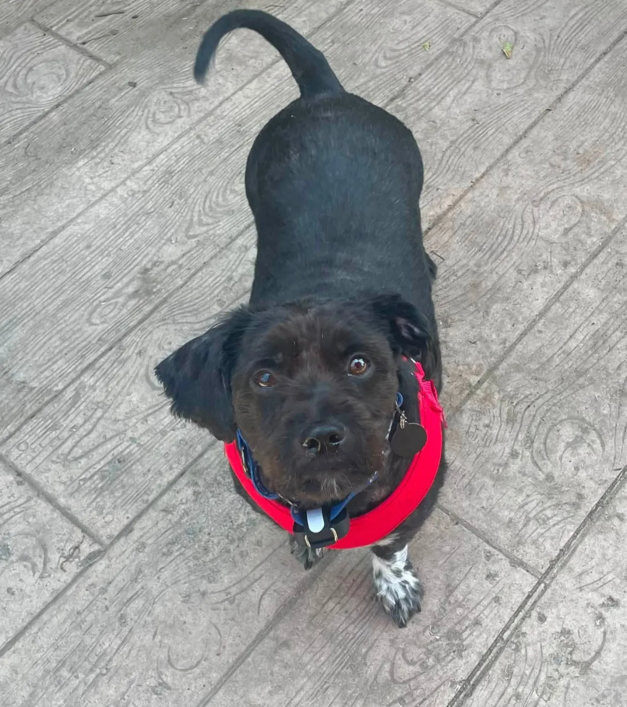 Buddy - Photo 1