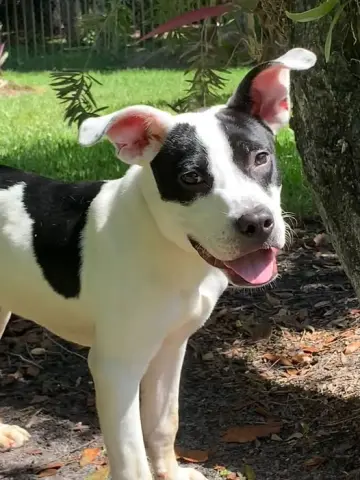 Benny