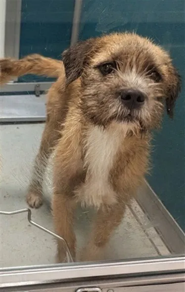 Buddy - Photo 1