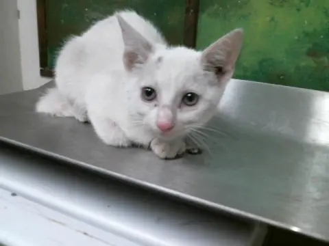 Tula