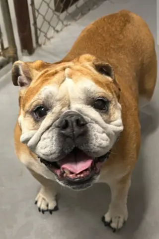 Coco Chanel