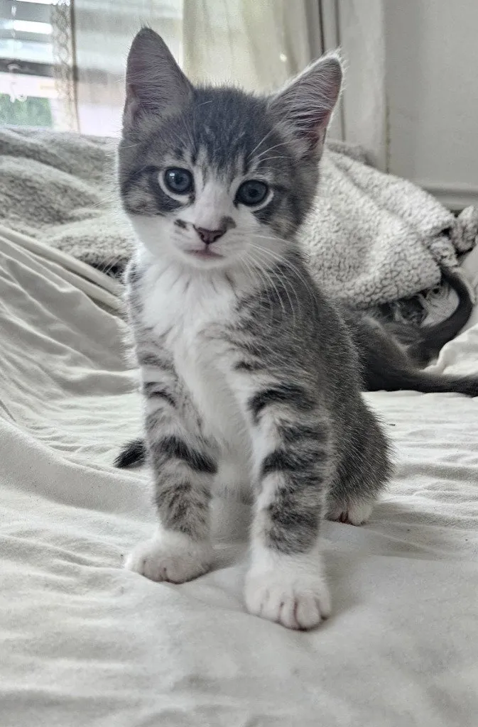 Rose - Photo 1