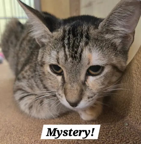 Mystery
