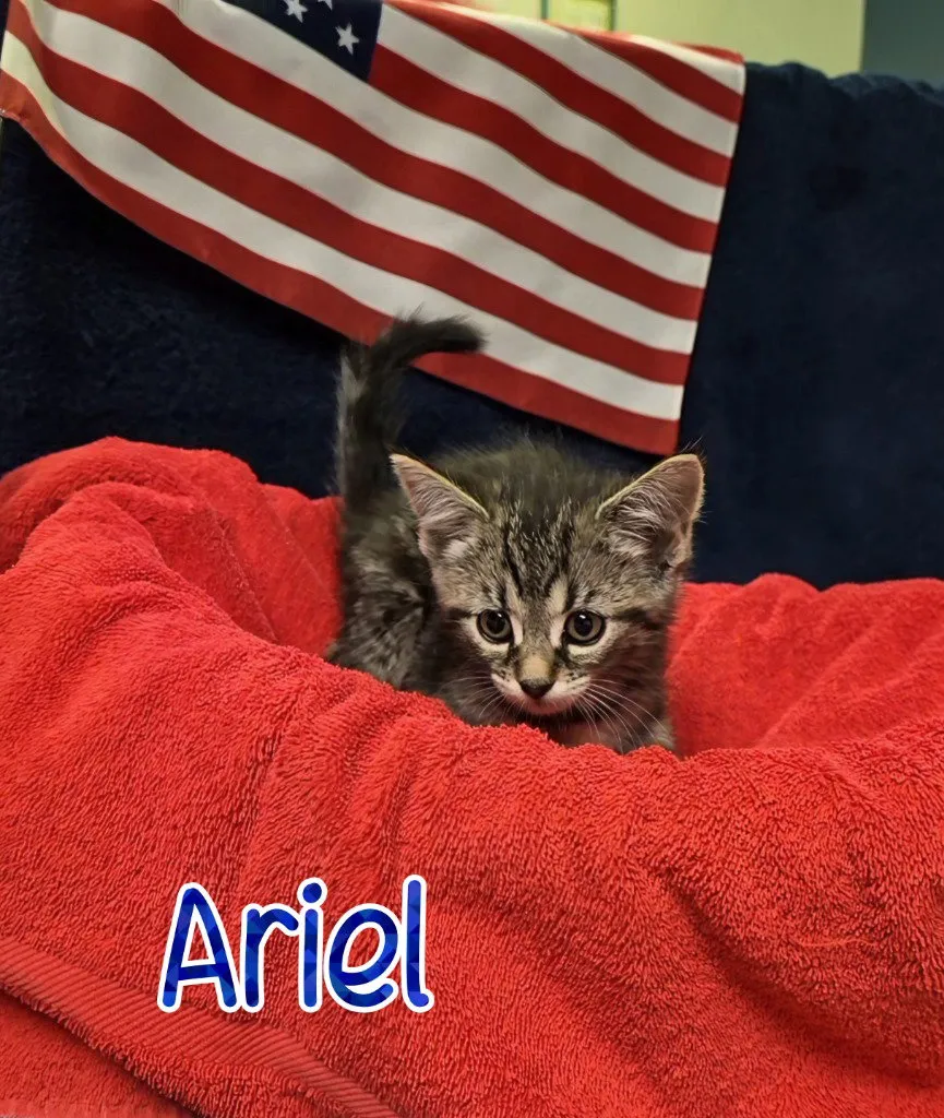 Ariel - Photo 1