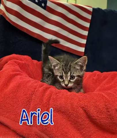 Ariel