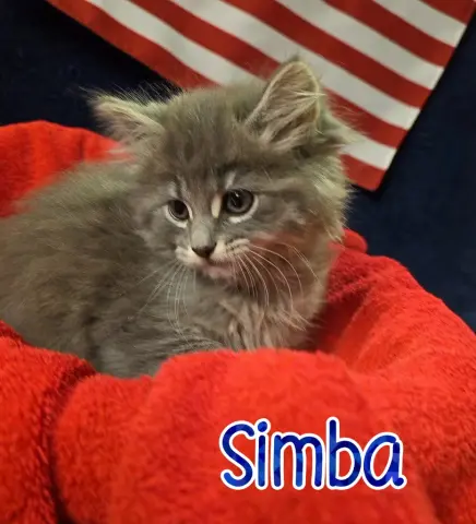 Simba