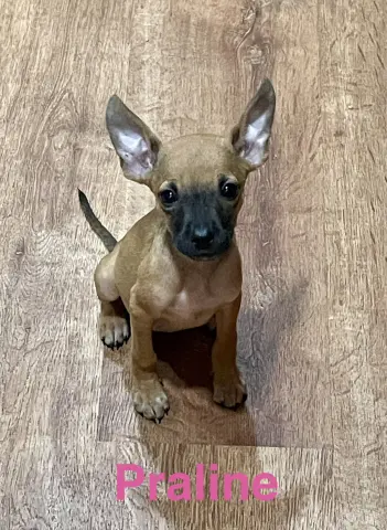 Praline