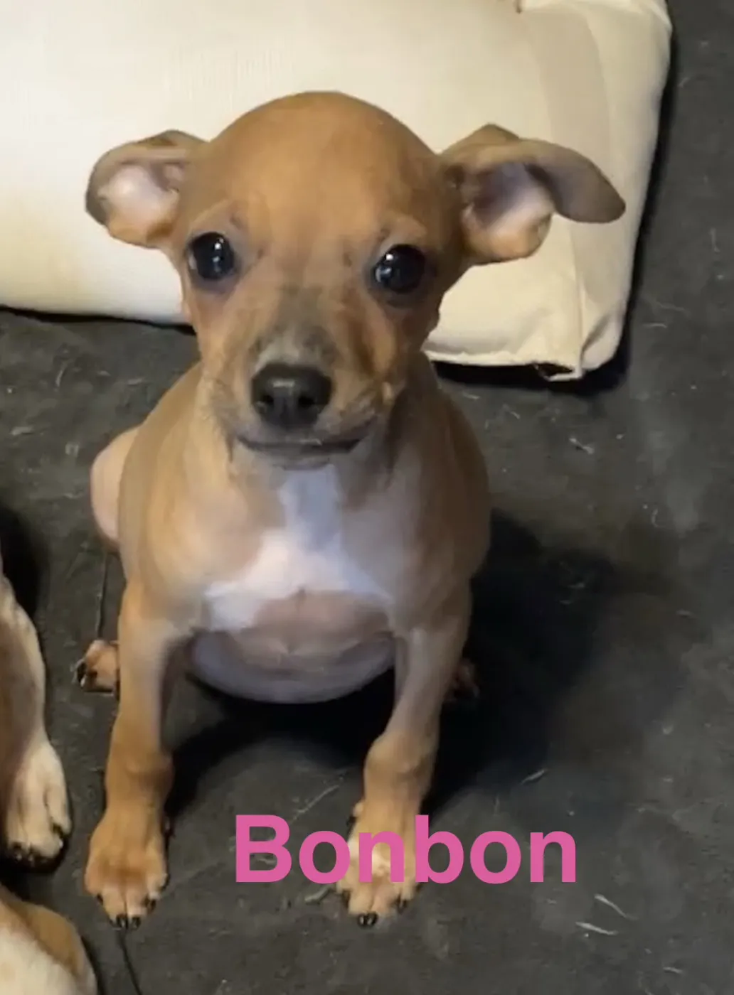 Bonbon - Photo 1