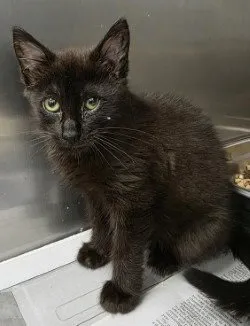 Gelato - Photo 1