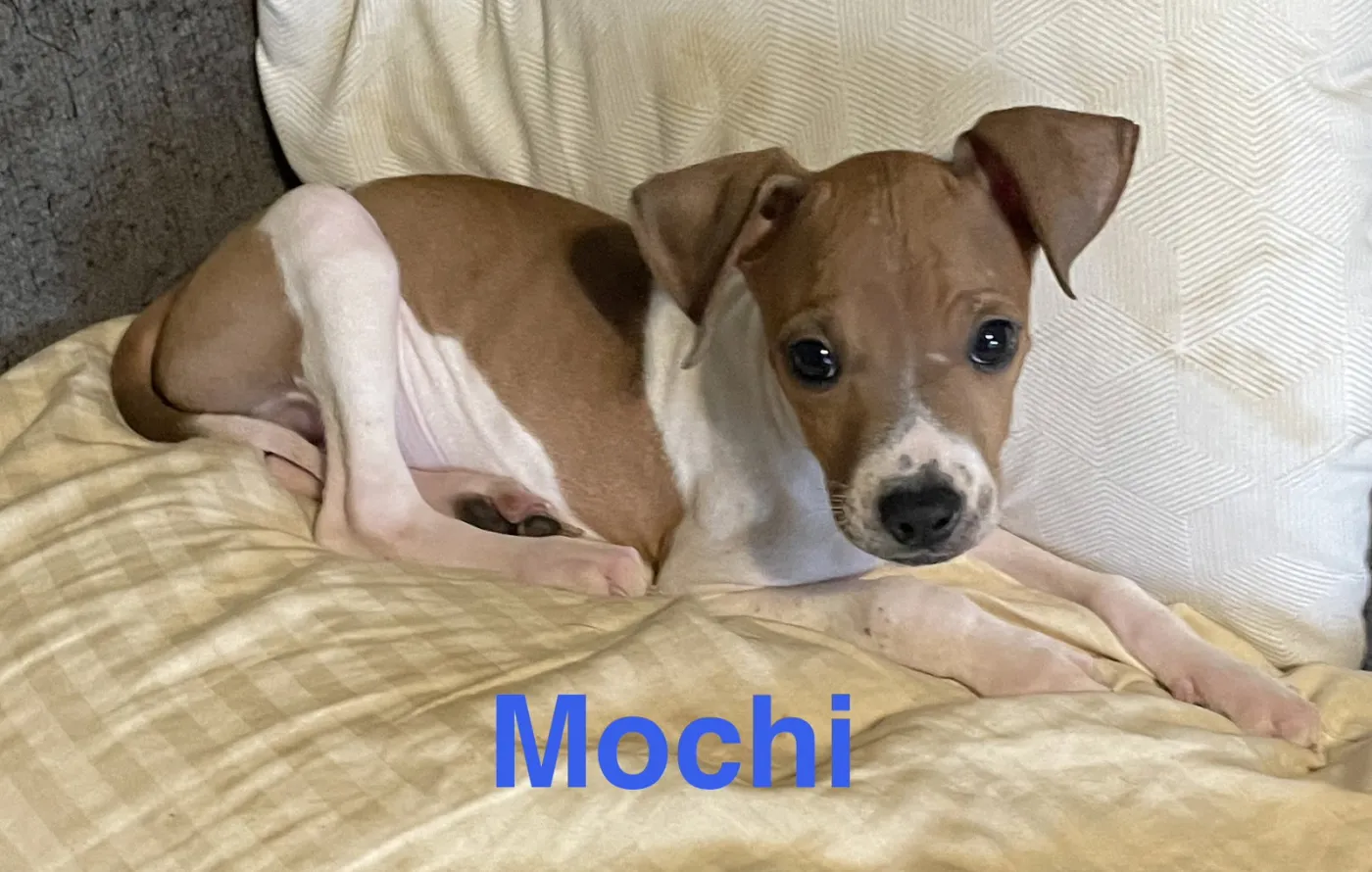 Mochi - Photo 1