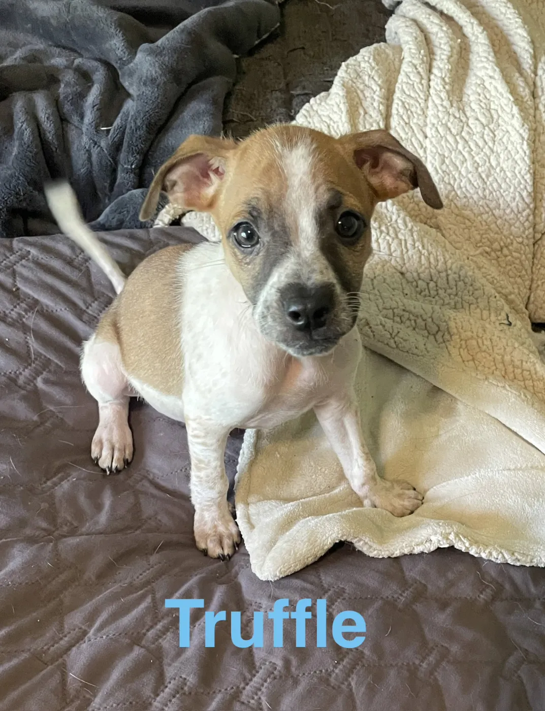 Truffle - Photo 1