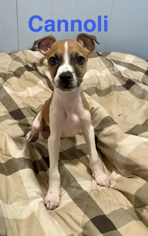 Cannoli