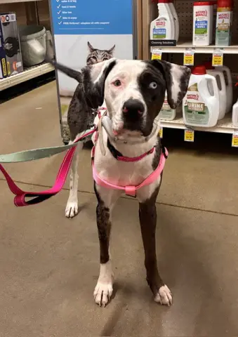 Nova
