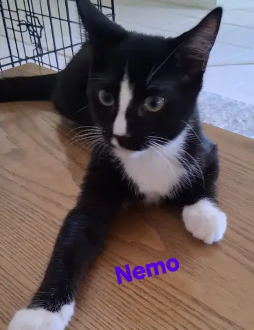 Nemo
