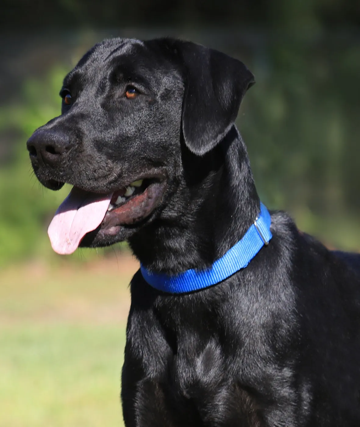 Ruger - Photo 1