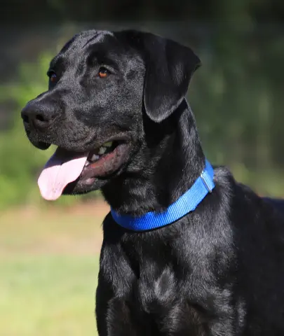 Ruger
