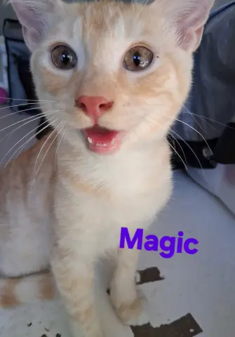 Magic