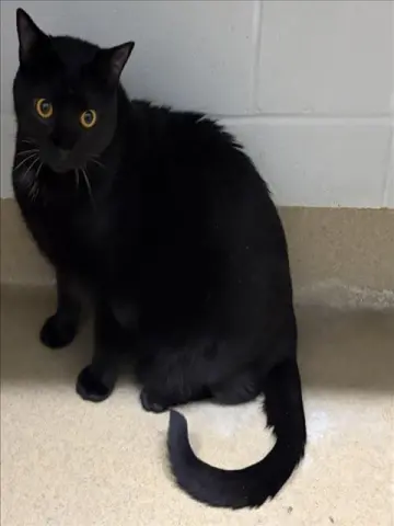 Boo-Boo