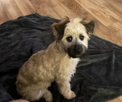 Nova