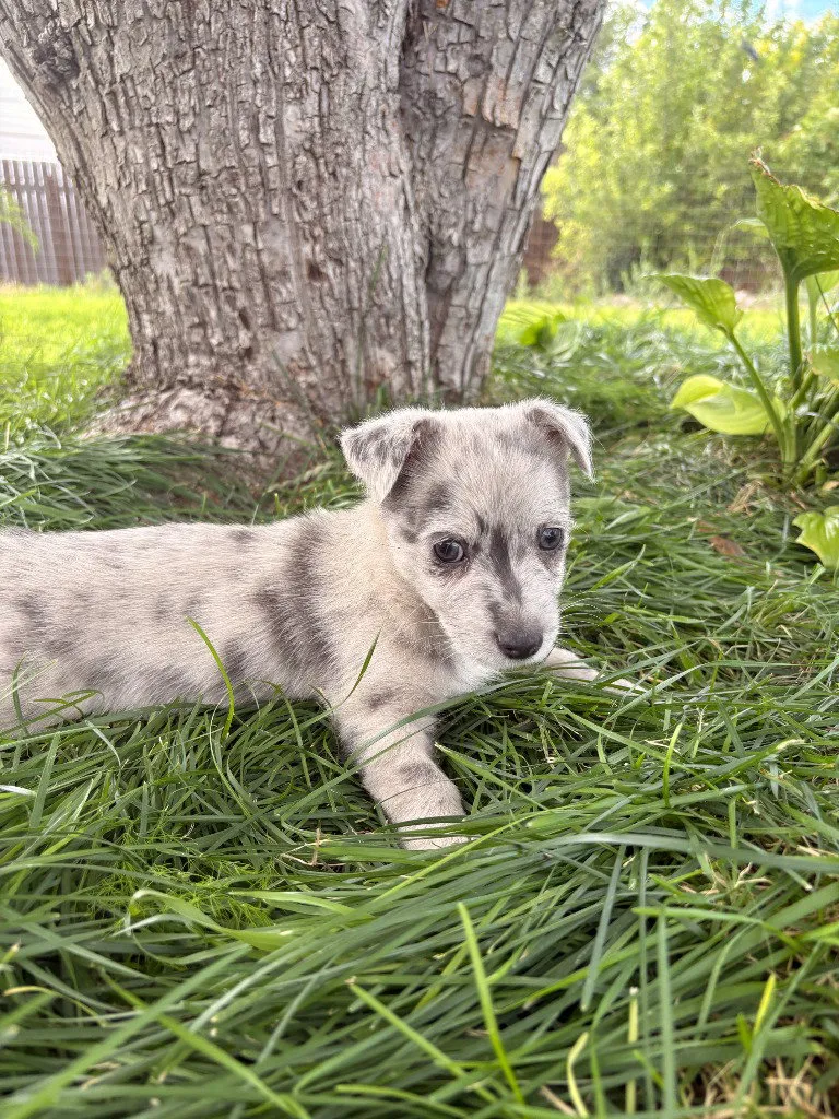Sage - Photo 1