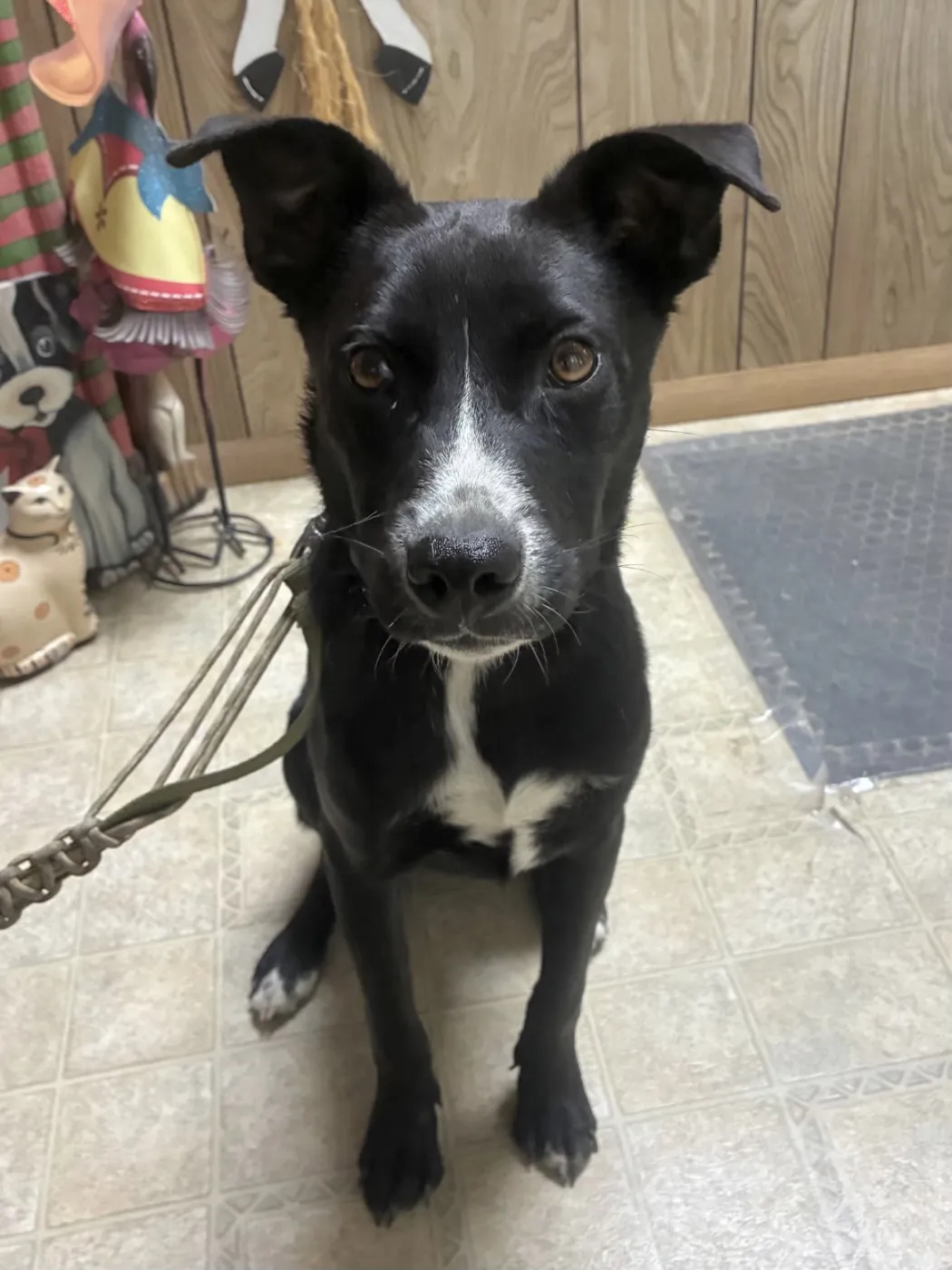 Roscoe - Photo 1