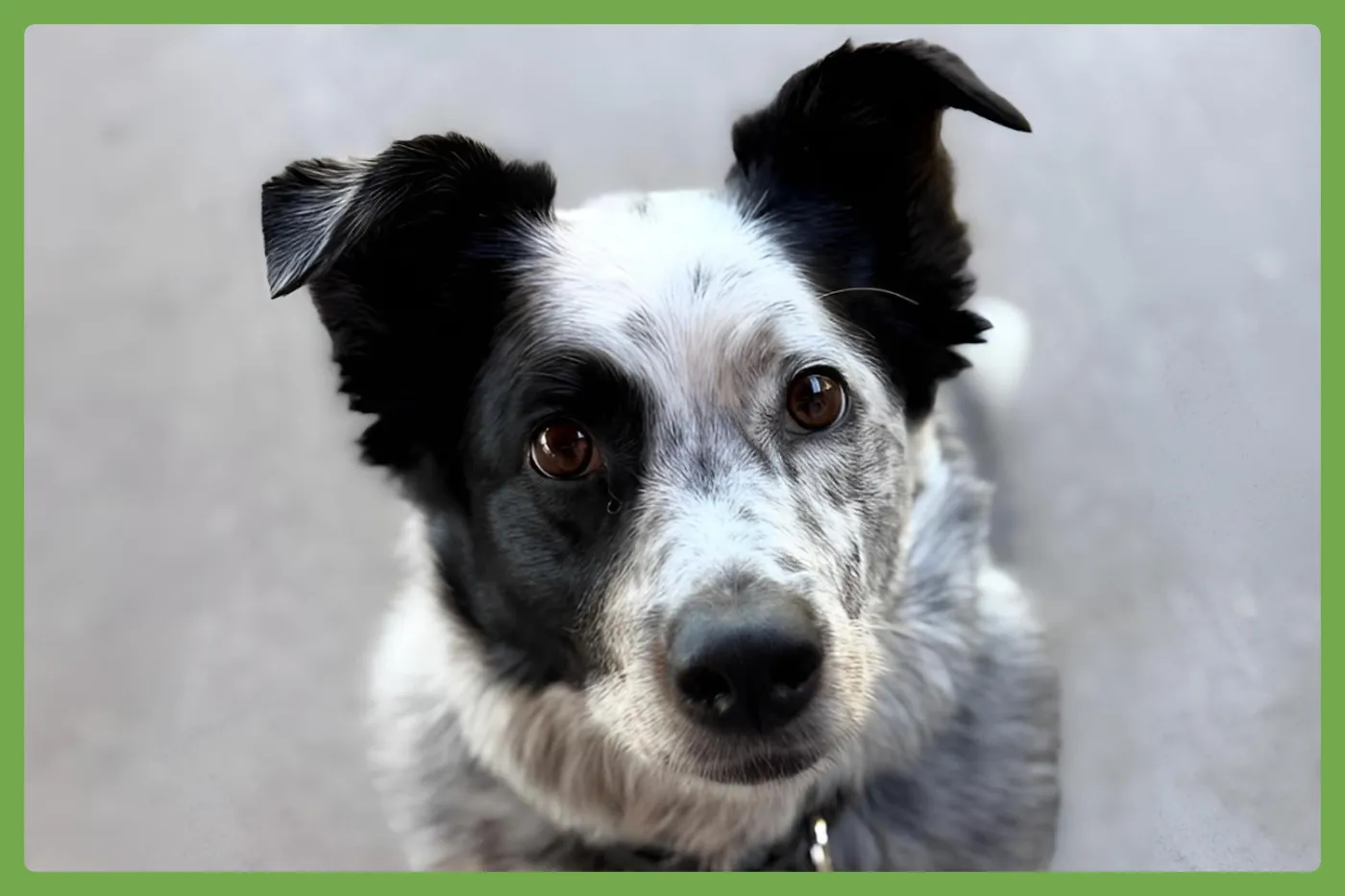 Scout - Photo 1