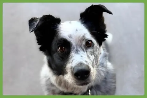 Scout