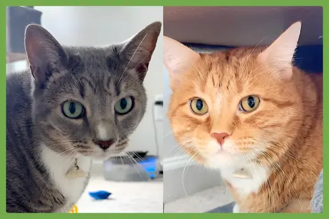 Brooklyn and Mango