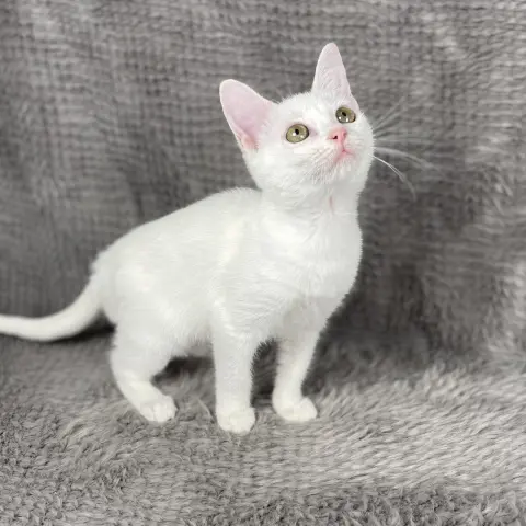 Barker