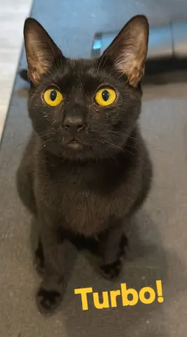 Turbo
