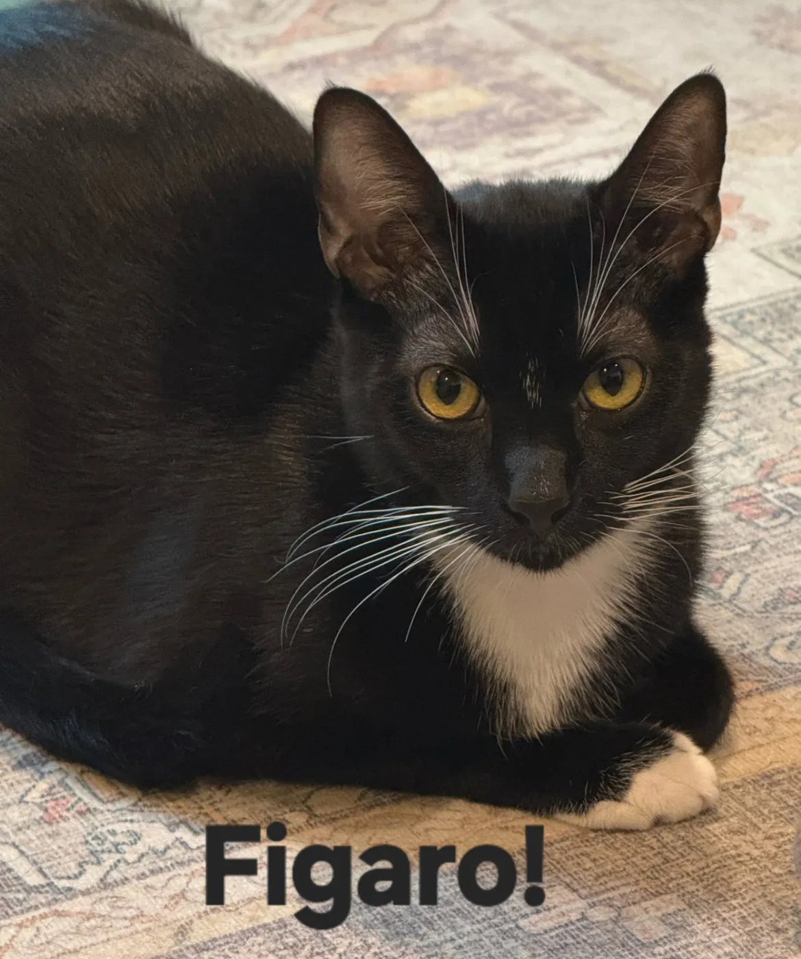 Figaro - Photo 1