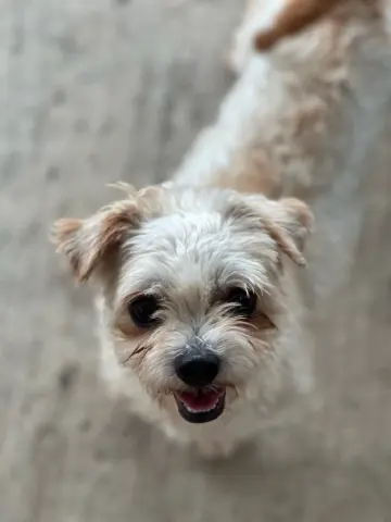 Mateo