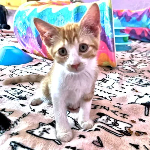 Simba - Photo 1