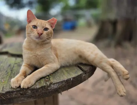 Orangey